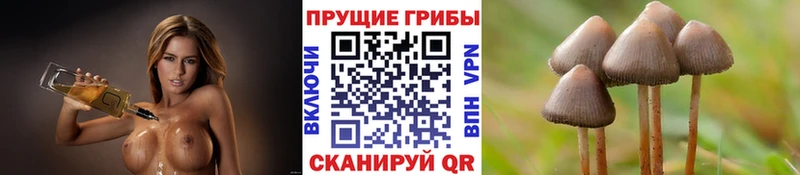 купить  сайты  площадка состав  Галлюциногенные грибы GOLDEN TEACHER  Володарск 
